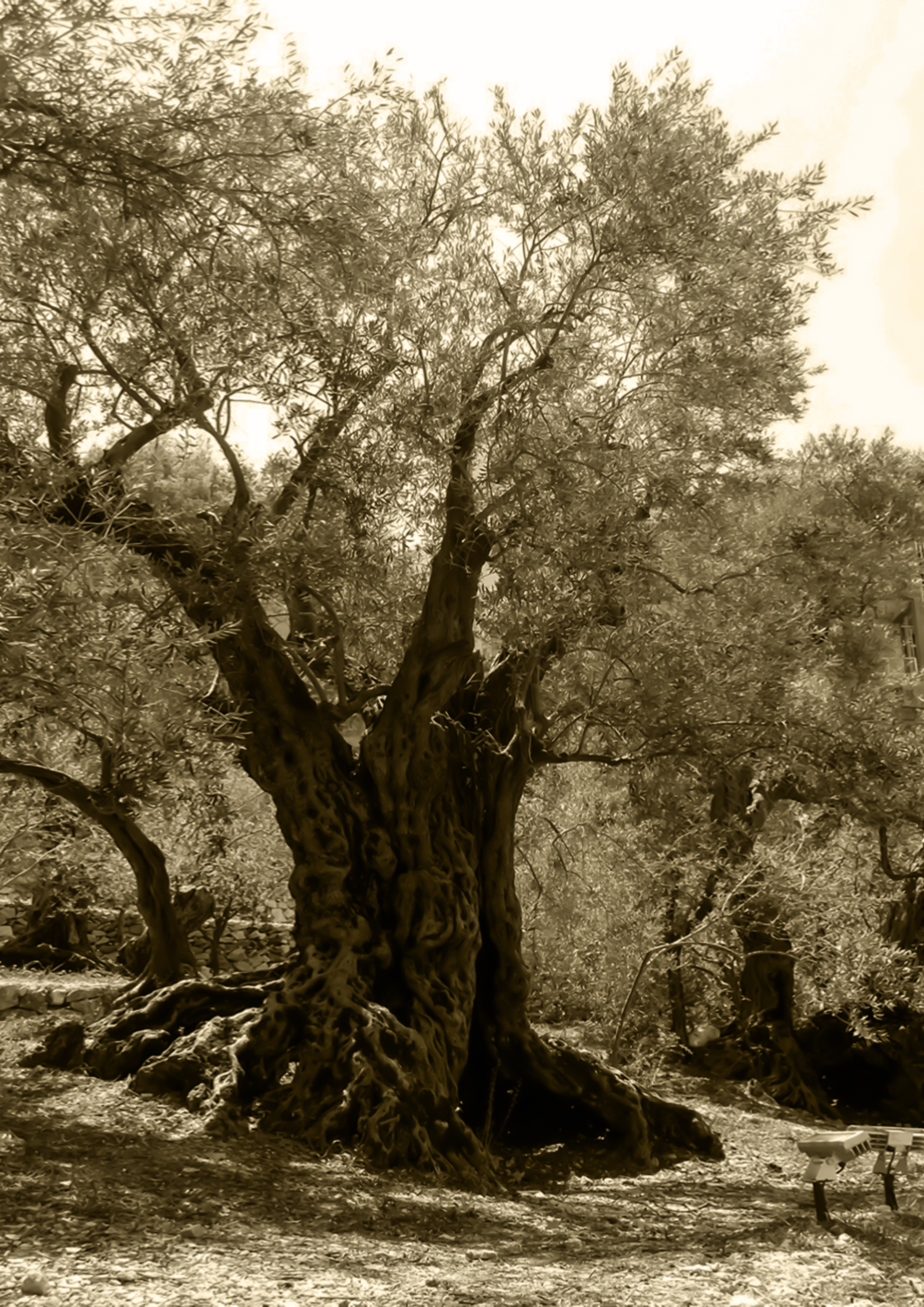 Alter Olivenbaum im Libanon